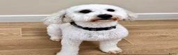 Cockapoo dogs for sale: F1 Cockapoo puppies  - Advert 2