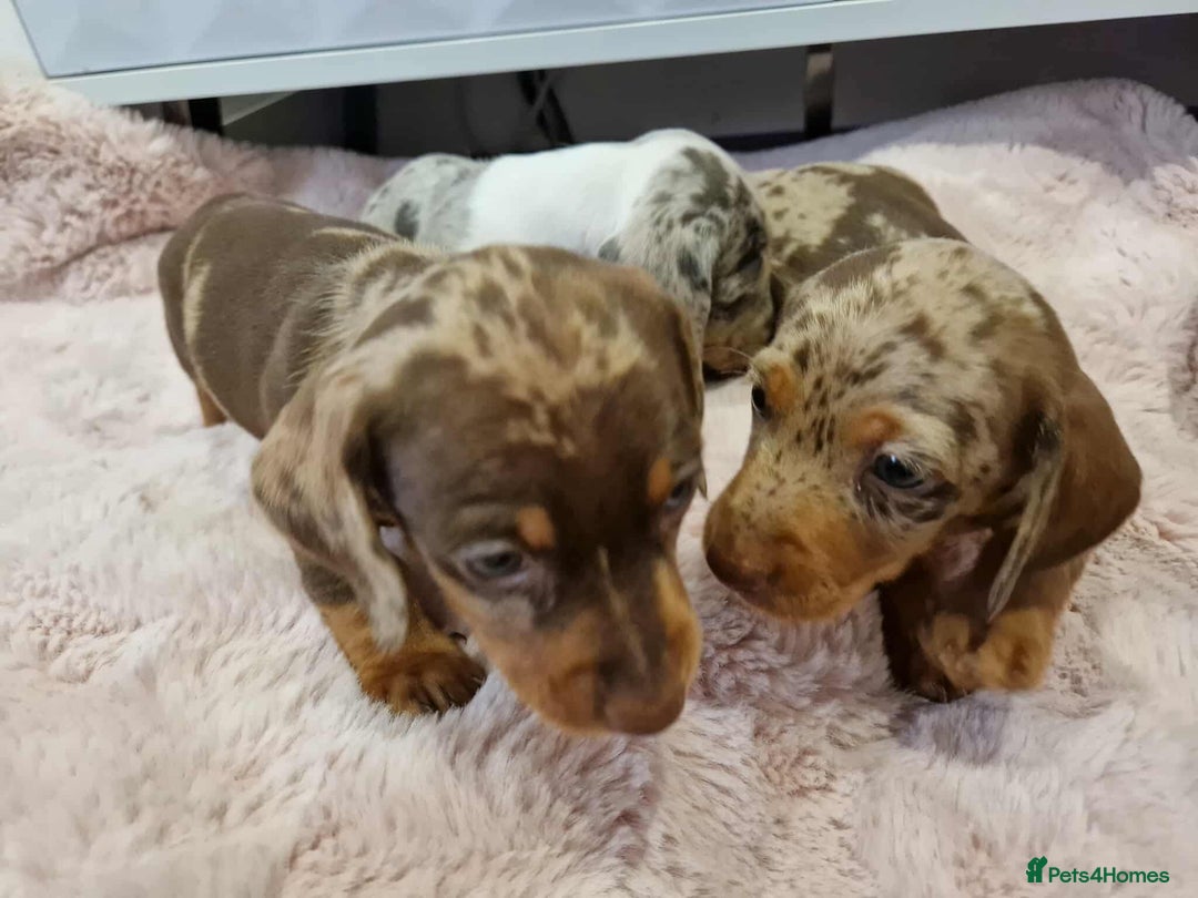 Miniature Dachshund dogs for sale: Only 4 left! Adorable Mini Dachshund Puppies 🐾🐶 - Image 6