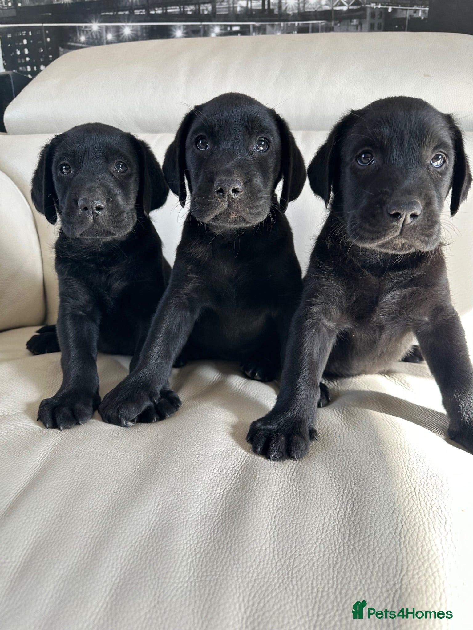 Labrador Retriever dogs for sale: Stunning KC Labradors. Crufts winning Stud dog - Advert 1