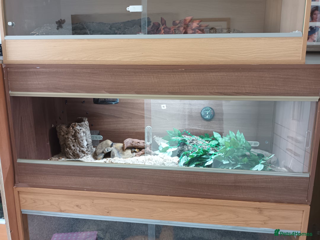 Python Snake reptiles for sale: Ball Python and vivarium - Image 10