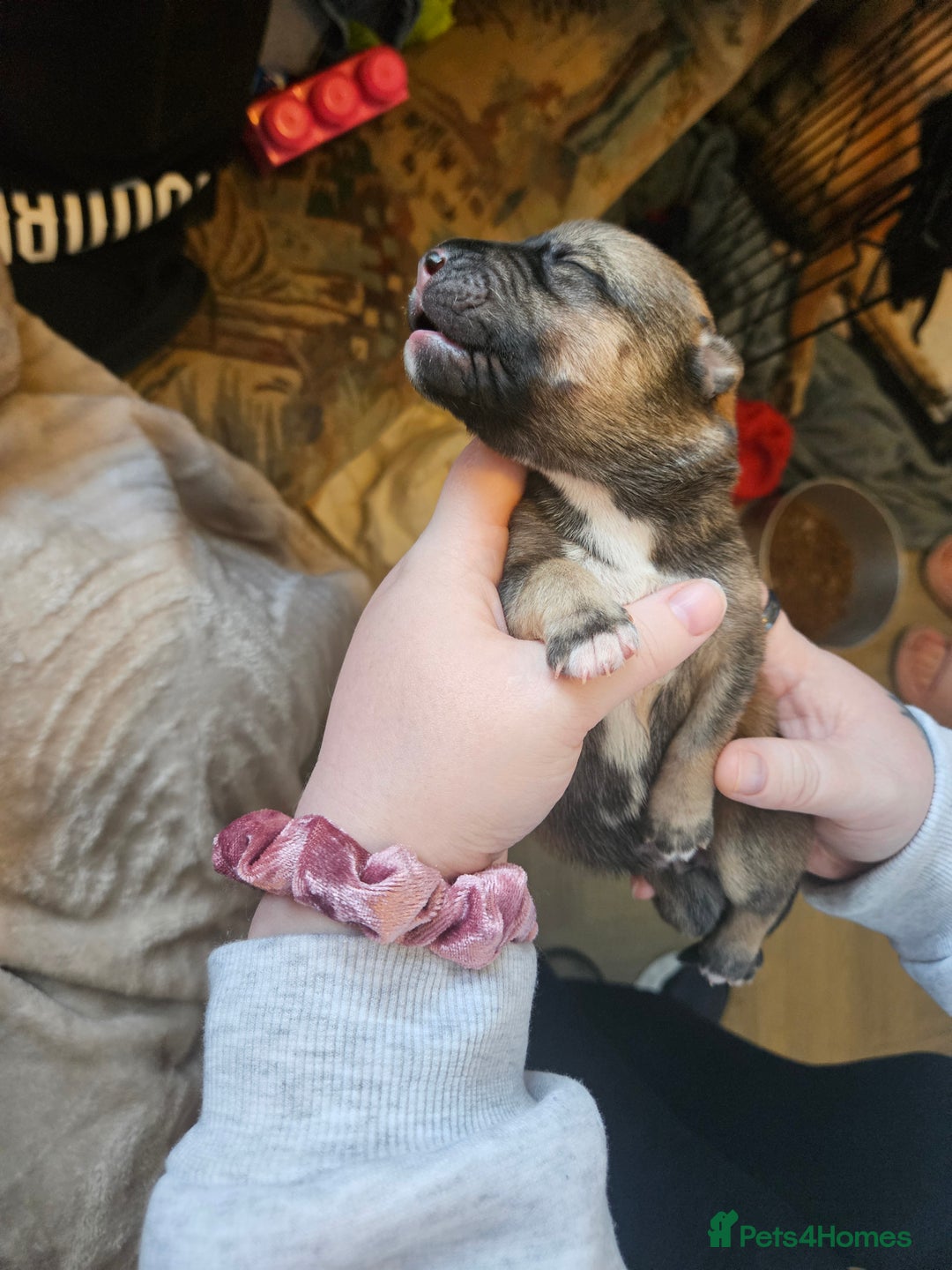 Huskita dogs for sale: Husky x akita puppys - Image 2