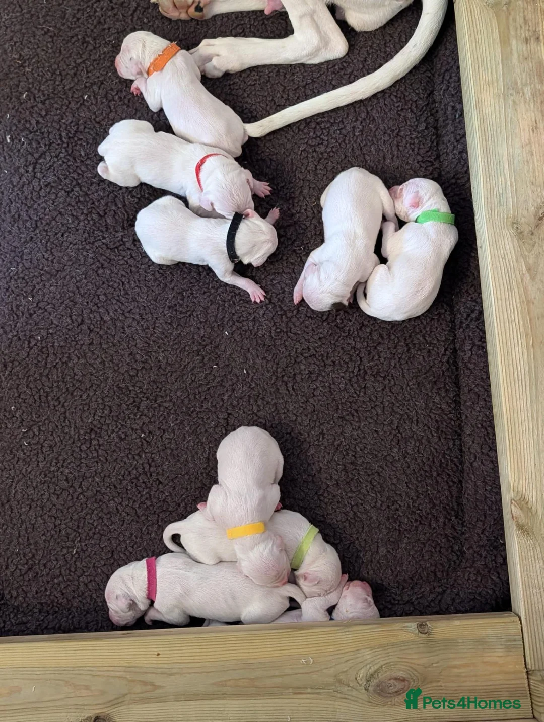 Dalmatian dogs for stud: 100% LIVER SPOTTED DALMATIAN STUD - Advert 2