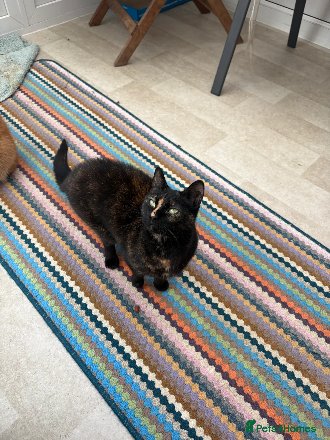 Mixed Breed cats for sale: 7 year old lady  - Advert 2