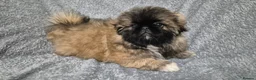Pekingese dogs for sale: 🥰🥰🥰🥰🥰 - Advert 3