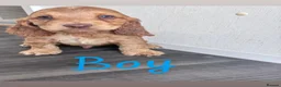 Cocker Spaniel dogs for sale: 🐾 Beautiful Show Cocker Spaniel Puppies 🐶  - Advert 6