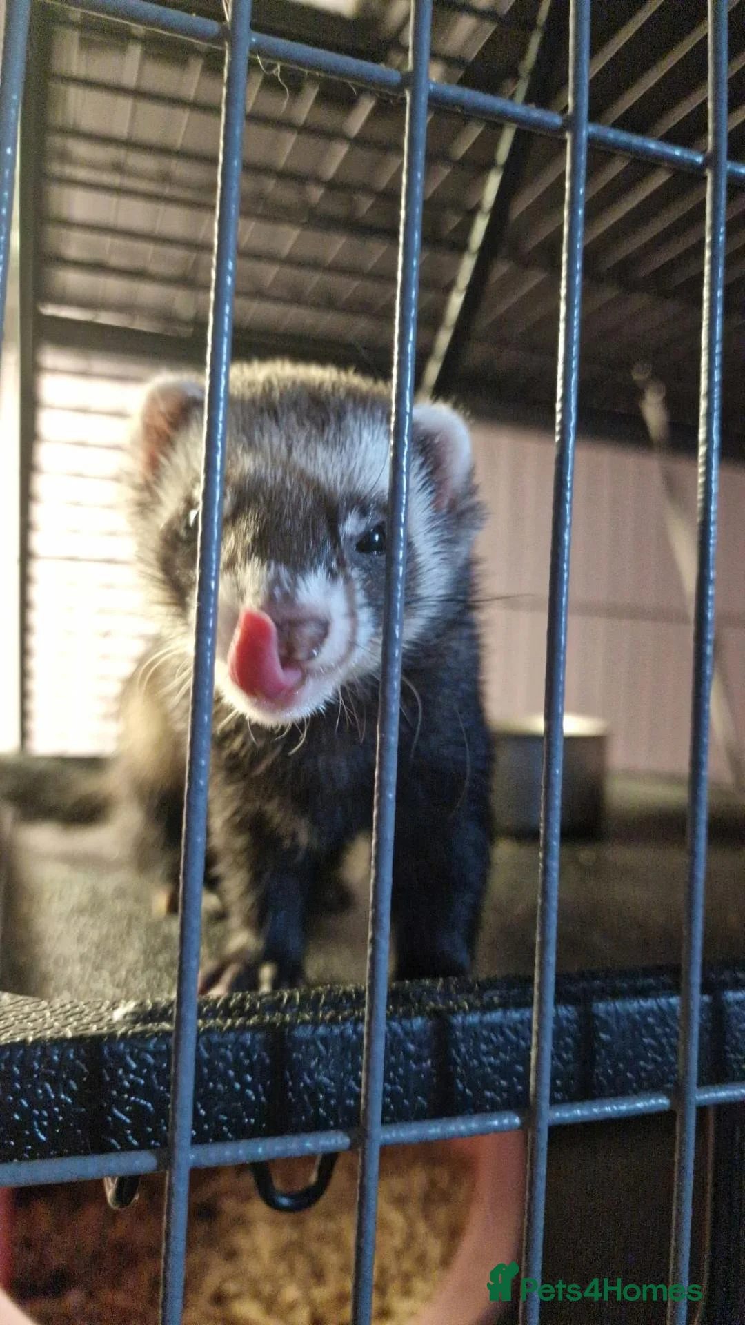 Ferret rodents for sale: Ferret Jill's looking for a new forever home  in Glasgow - Advert 3