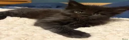 Maine Coon cats for sale: Beautiful TICA registered Maine coon kittens. - Advert 6