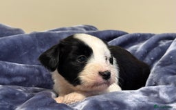 Tibetan Terrier dogs for sale: Stunning KC Reg Tibetan terrier Puppies  - Advert 10