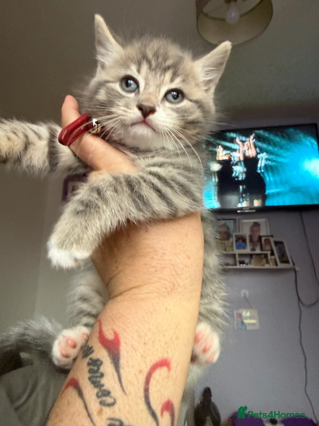 British Shorthair cats for sale: UNIQUE BRITISH SHORT HAIRS  - Advert 14