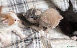 Mixed Breed cats for sale: Beautiful healthy kittens 😍😍 - Image 7