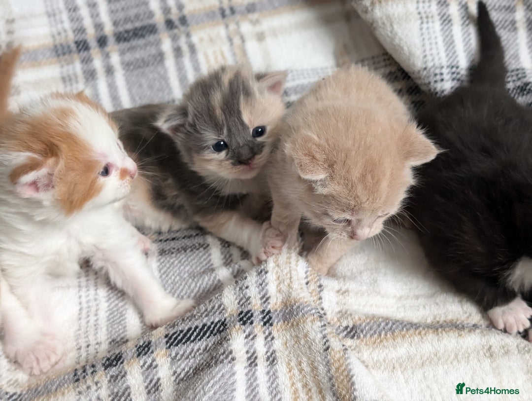Mixed Breed cats for sale: Beautiful healthy kittens 😍😍 - Image 7