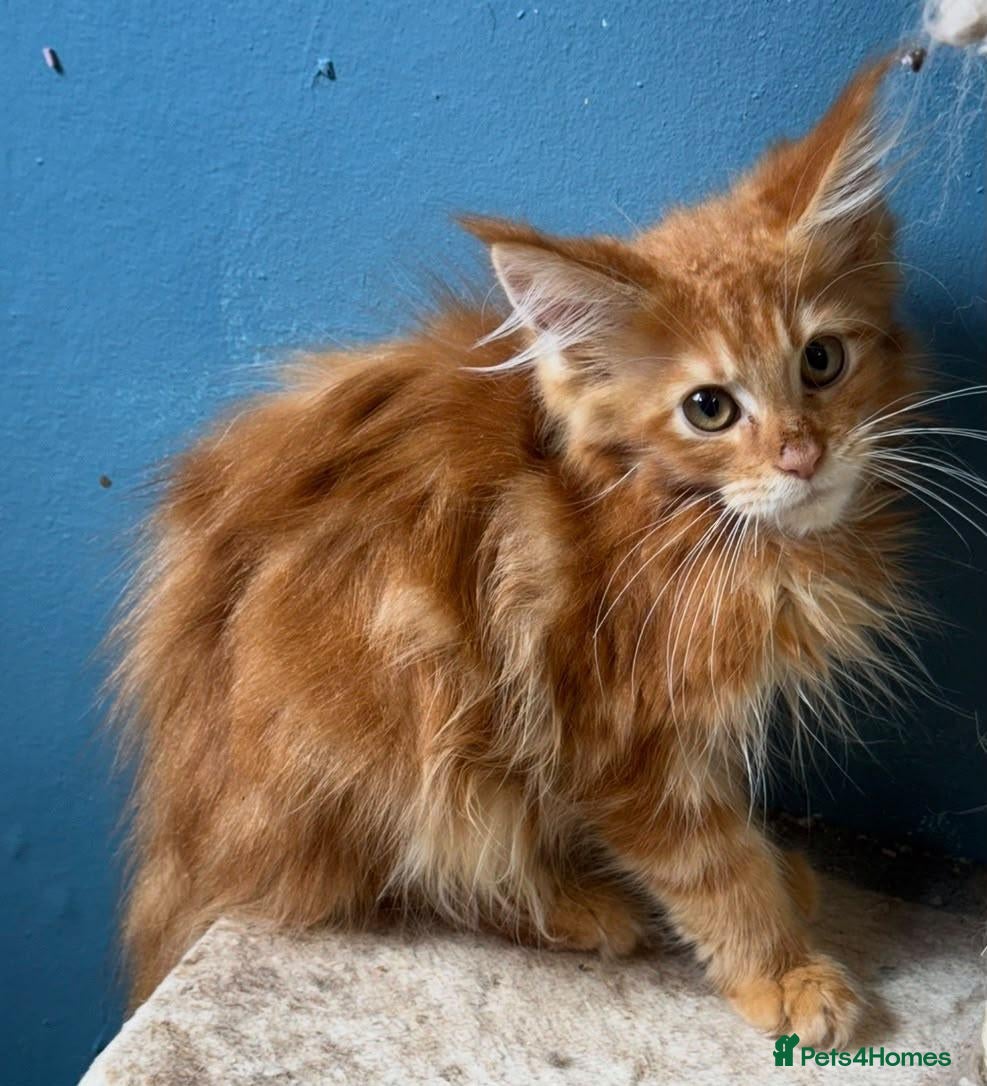 Maine Coon cats Tortie Maine Coon Female - Advert 6