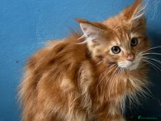 Maine Coon cats Tortie Maine Coon Female - Advert 6