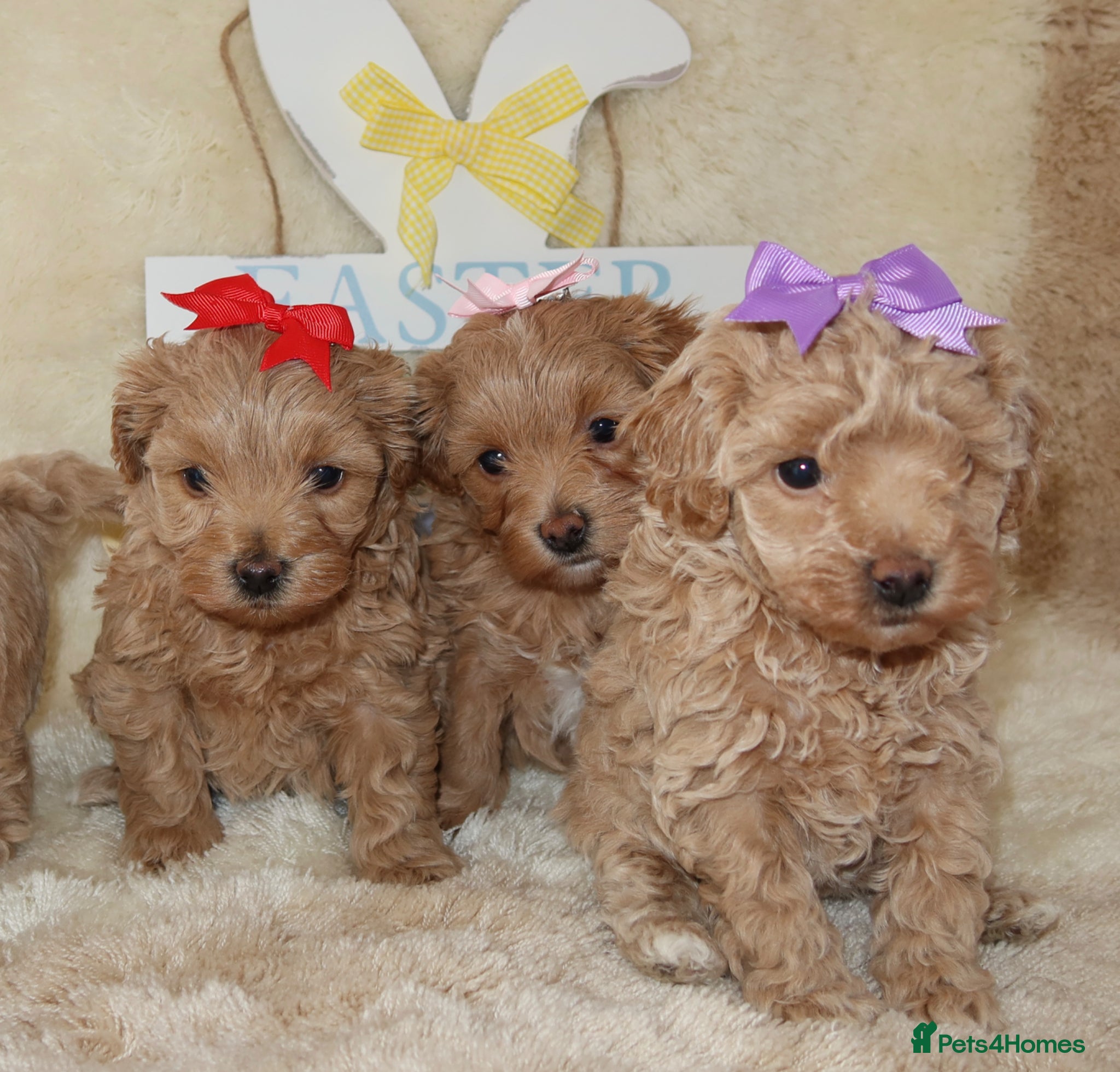 Maltipoo dogs Beautiful girl Maltipoo puppy’s 🐶  - Advert 6
