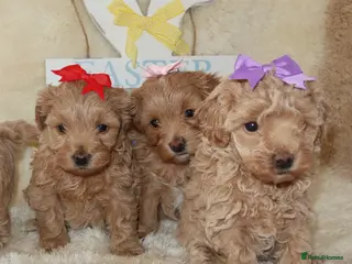 Maltipoo dogs Beautiful girl Maltipoo puppy’s 🐶 - Advert 6