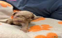 Miniature Poodle dogs for sale: Miniture poodles - READY TO LEAVE!!   - Image 28