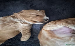 Cockapoo dogs for sale: Cockapoos x 5 2 girls 3 boys f1 - Image 16