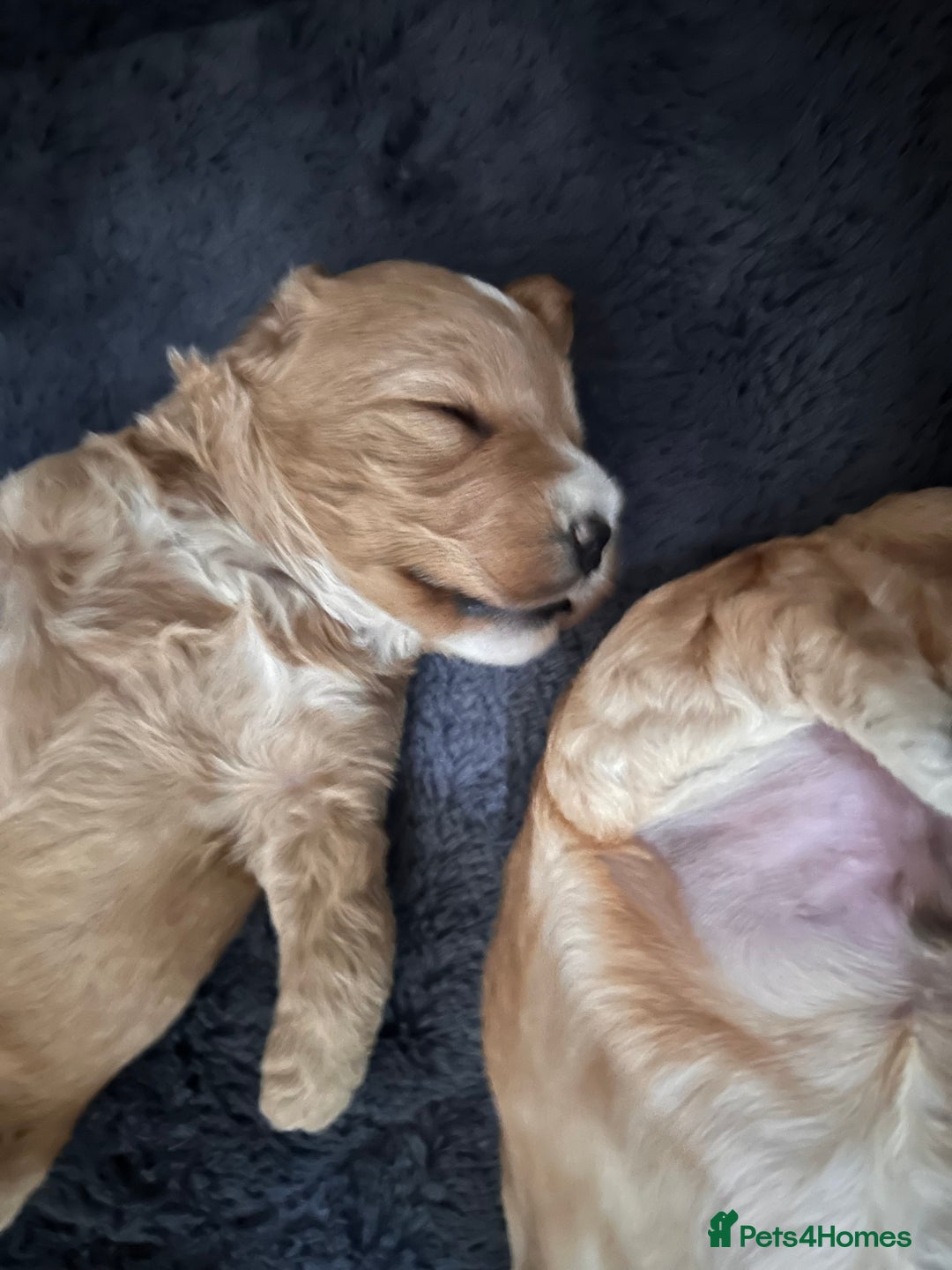 Cockapoo dogs for sale: Cockapoos x 5 2 girls 3 boys f1 - Image 16