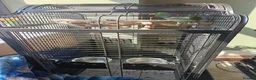 Parrots birds for sale: Lovely Talking Male Alexandrine Parrot in Birmingham - Advert 3
