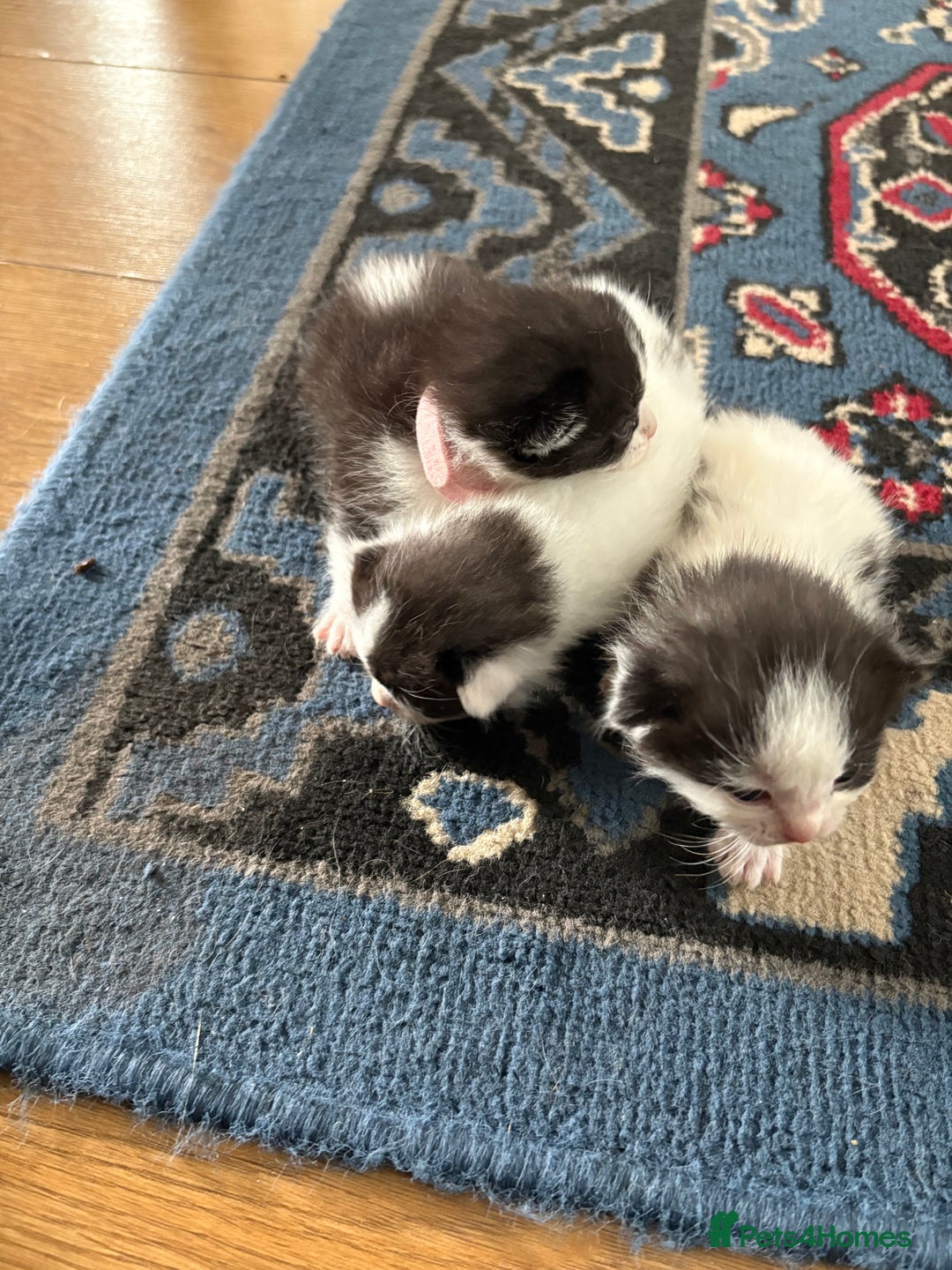 Ragdoll cats for sale: Ragdoll cross breed  - Image 12