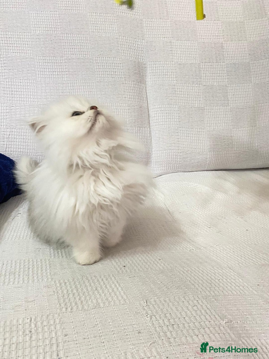 Persian cats for sale: Persian kitten - Advert 10