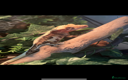 Gecko reptiles for sale: Crested gecko  - Image 1