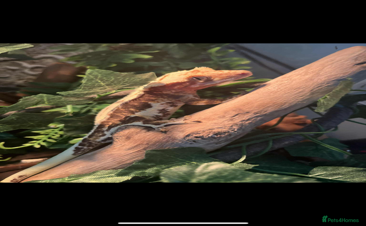 Gecko reptiles - Advert 1