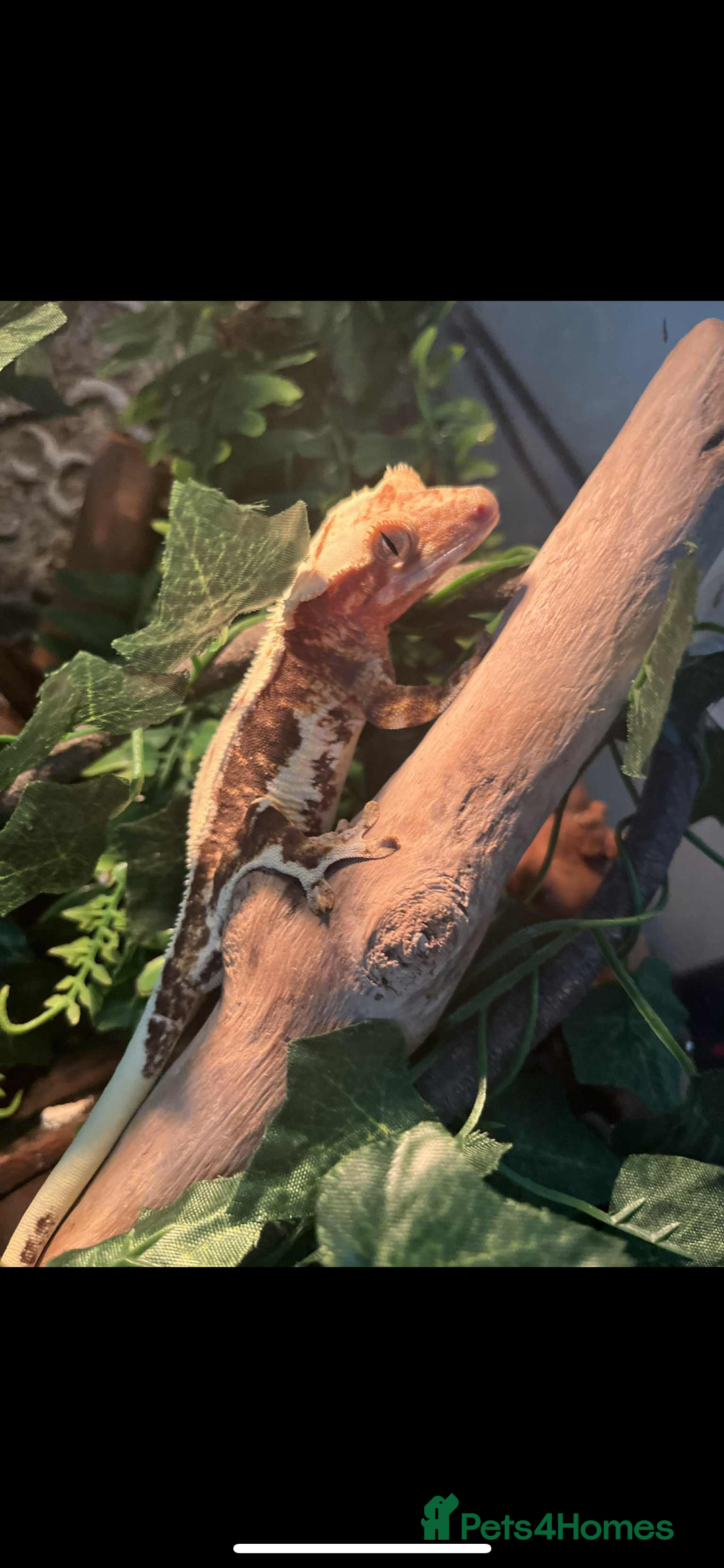 Gecko reptiles for sale: Crested gecko  - Image 1
