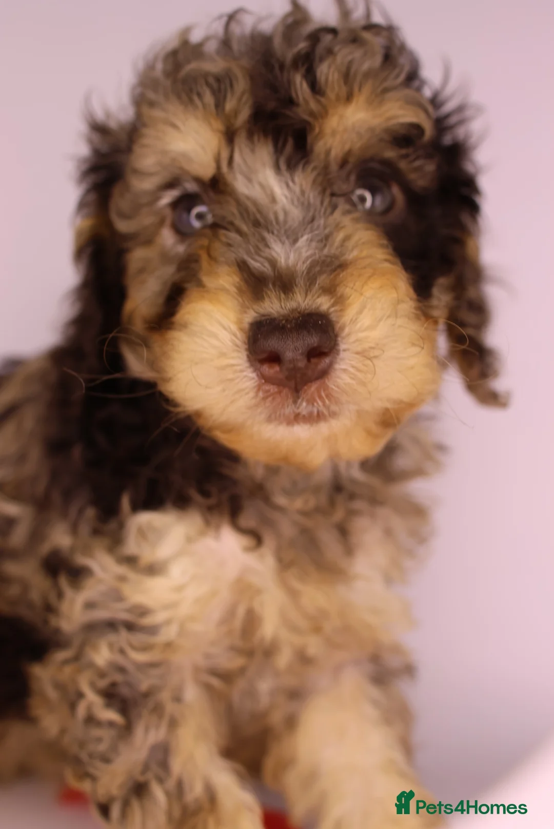 Cockapoo dogs for sale: Cute Miniature Cockapoo Babies - Advert 18