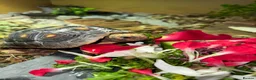 Tortoise reptiles for sale: Red foot tortoise  - Advert 4