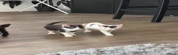 Mixed Breed cats for sale: 8 kittens from litter of 11 - Advert 6