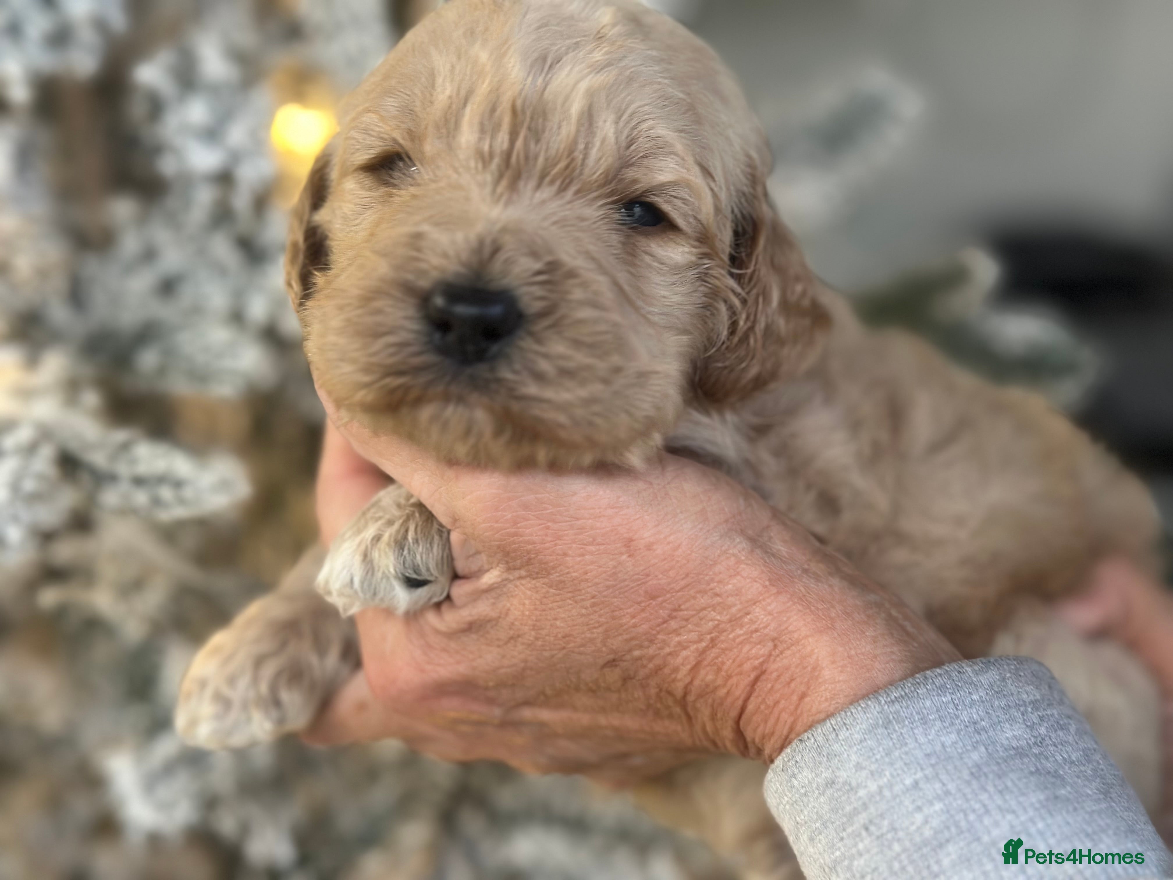 Mixed Breed dogs F1B STANDARD PRA CLEAR STBERNADOODLE - Advert 7