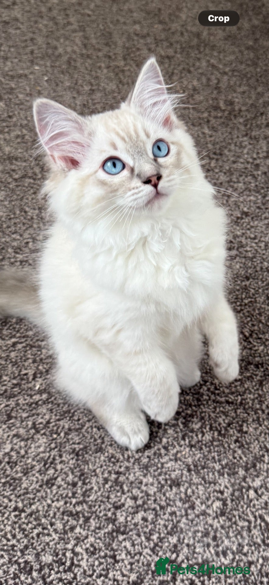 Ragdoll cats 2 TABBY GIRLS ARE AVAILABLE!! Ragdoll for sale !  - Advert 1
