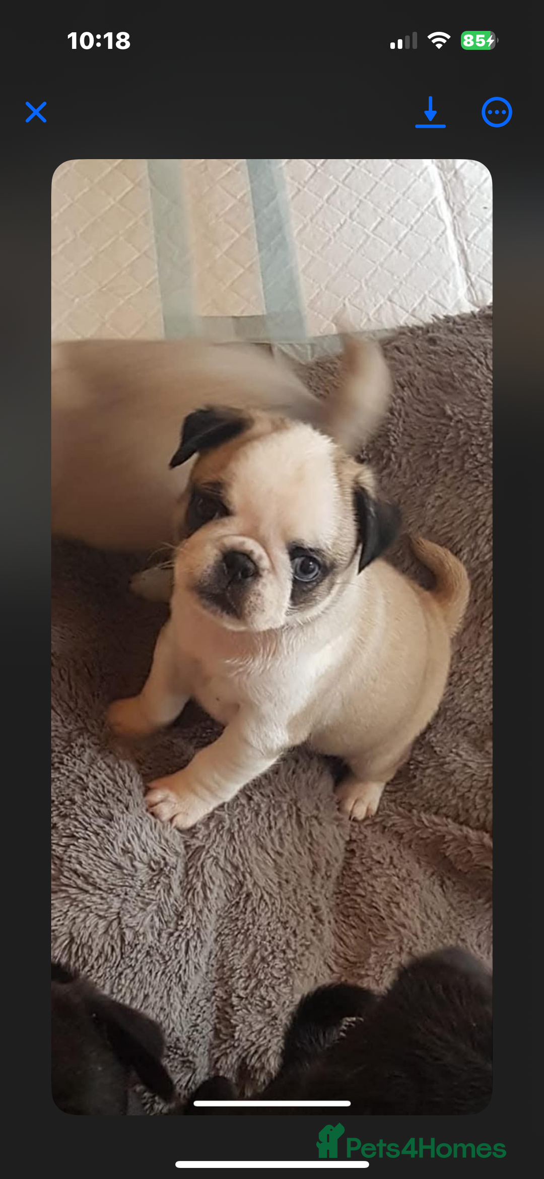 Pug dogs for stud: Proven pug *STUD* - Image 5