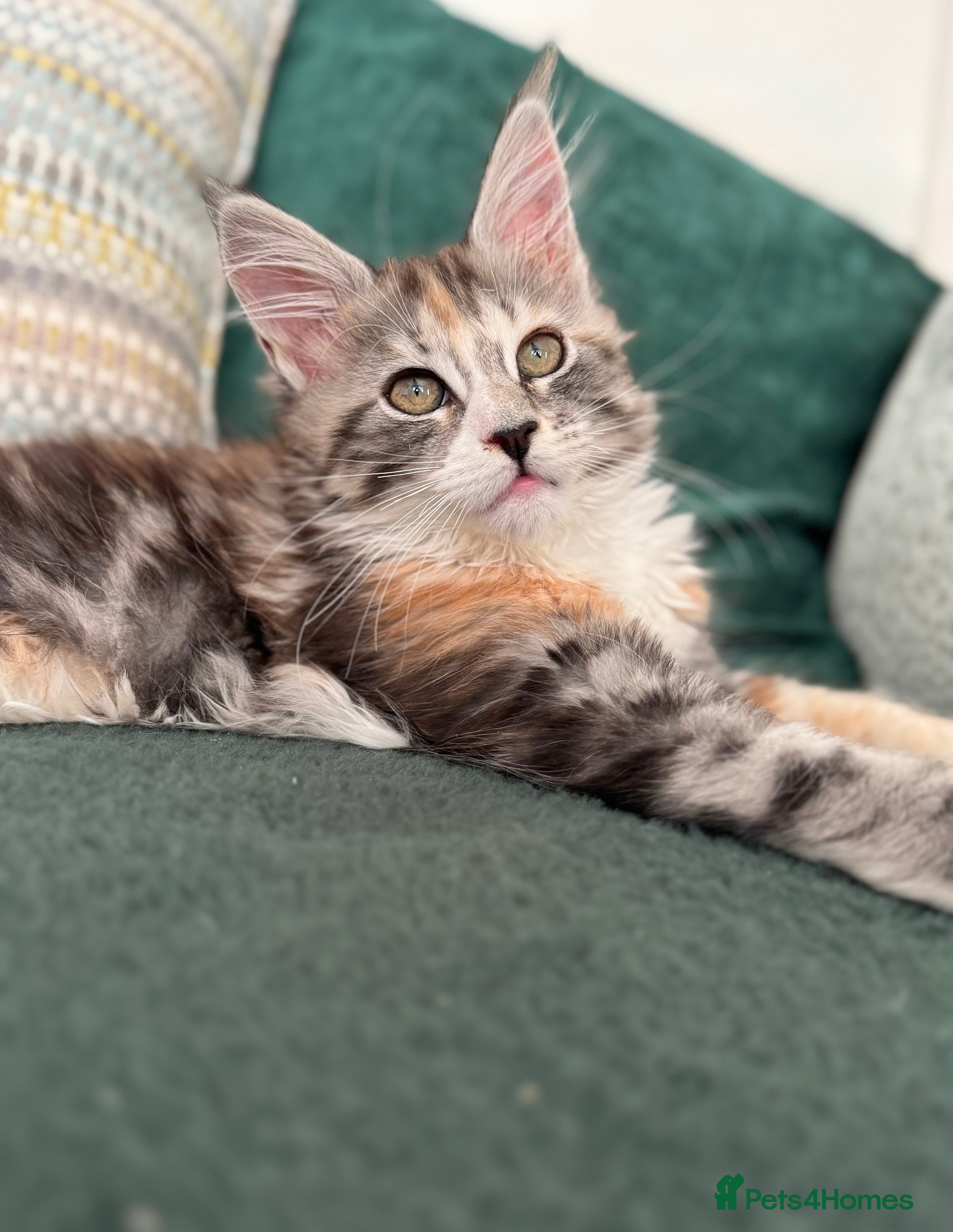 Maine Coon cats Gorgeous Mainecoon kitten Xl - Advert 6