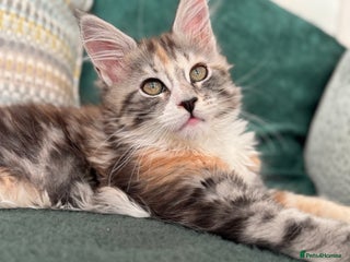 Maine Coon cats Gorgeous Mainecoon kitten Xl - Advert 1