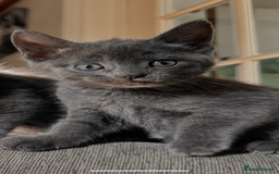 Domestic Shorthair cats for sale: Pretty little kittens - Image 1