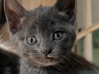 Domestic Shorthair cats - Advert 11