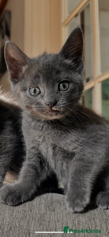 Domestic Shorthair cats - Advert 2