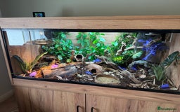 Corn Snake reptiles for sale: Female snow corn snake for sale, Viv is available - Image 5