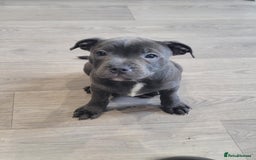 Staffordshire Bull Terrier dogs for sale: KC reg Blue Female Staffordshire bull terrier  - Image 5