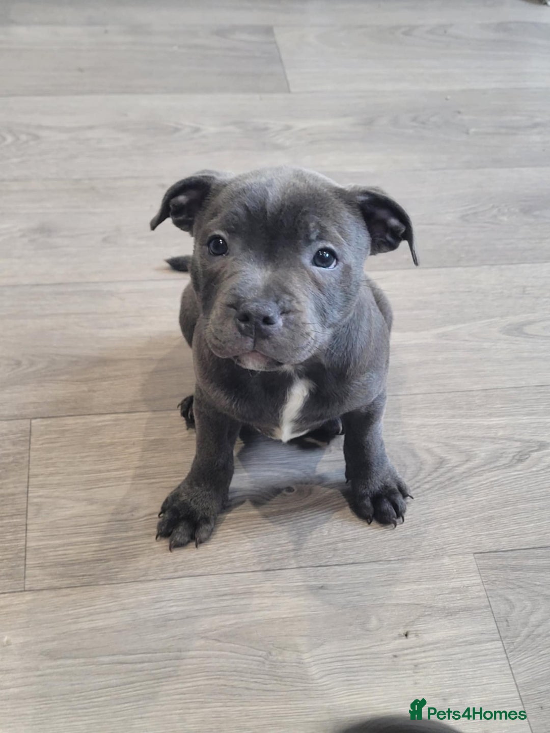 Staffordshire Bull Terrier dogs for sale: KC reg Blue Female Staffordshire bull terrier  - Image 5