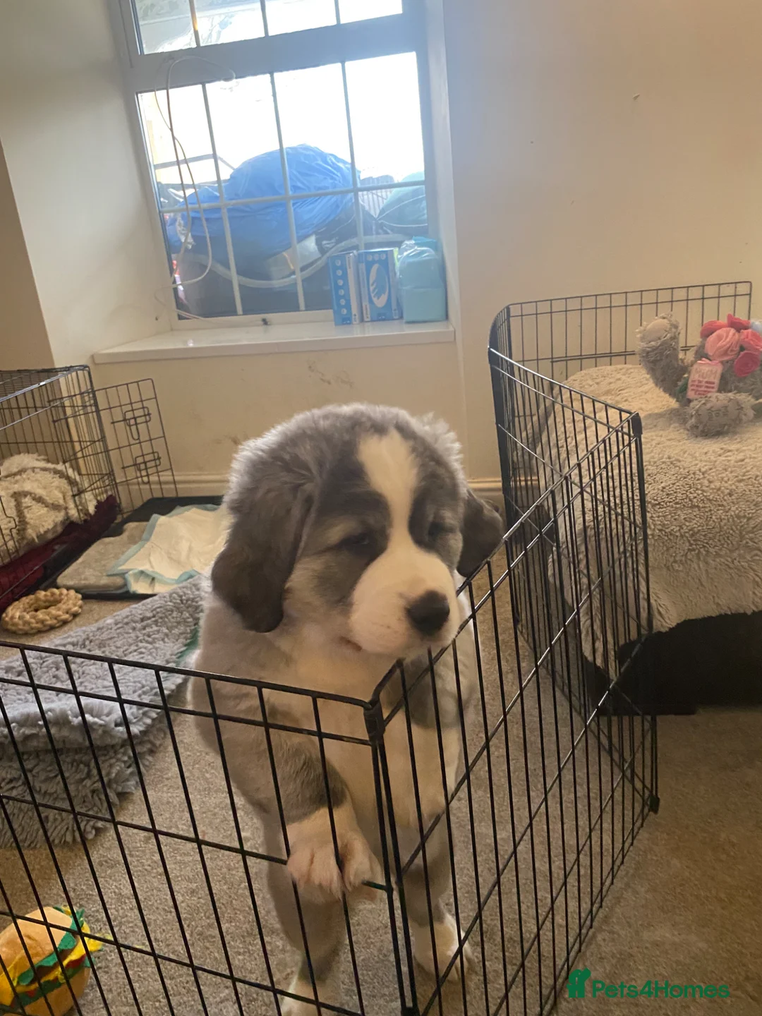 Central Asian Shepherd dogs for sale: Central Asian bitch  - Advert 2