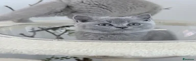 British Shorthair SILVER GIRL