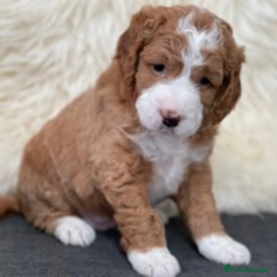 Labradoodle dogs for stud: Australian Labradoodle Stud in Driffield - Advert 4