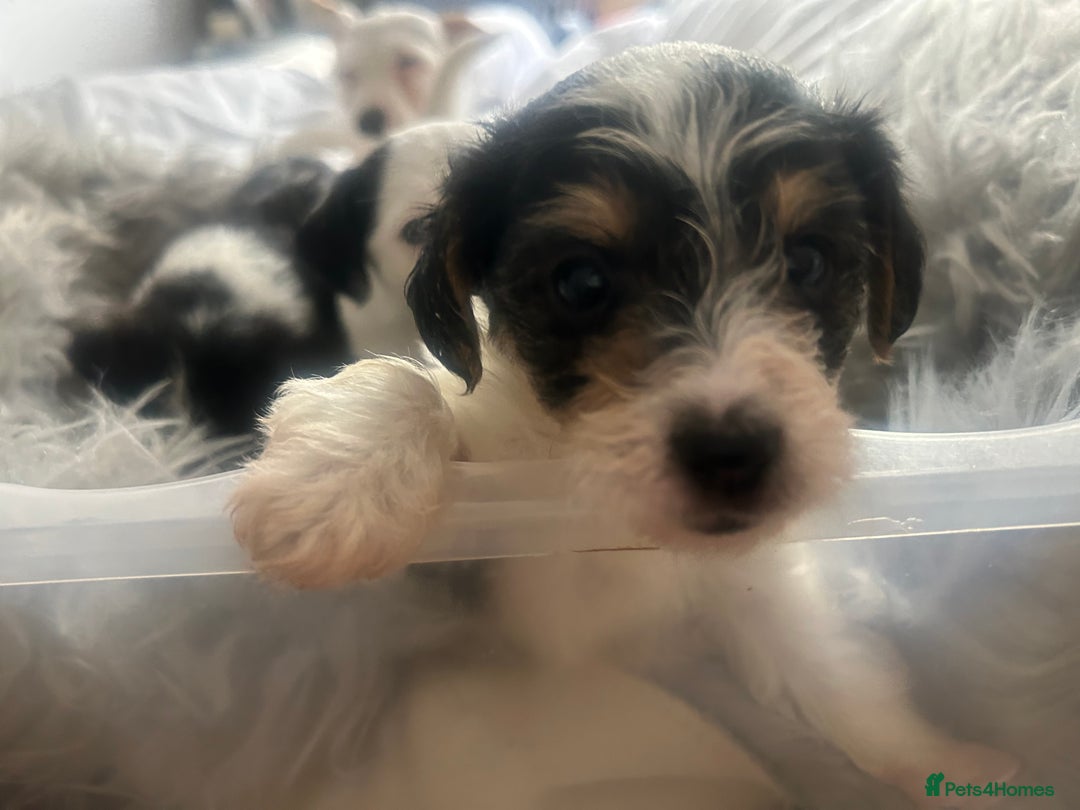 Jackapoo dogs for sale: 4 beautiful jackapoo boys - Image 10