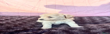 Maltipoo 5