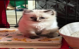 Ragdoll cats for sale: Beautifully marked tortie ragdoll kitten - Image 2