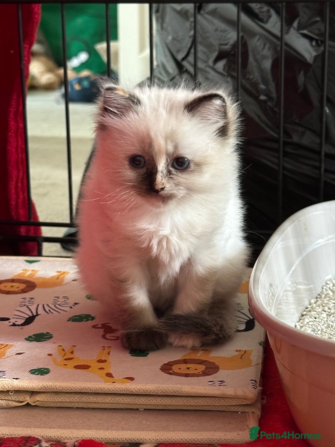 Ragdoll cats for sale: Beautifully marked tortie ragdoll kitten - Image 2