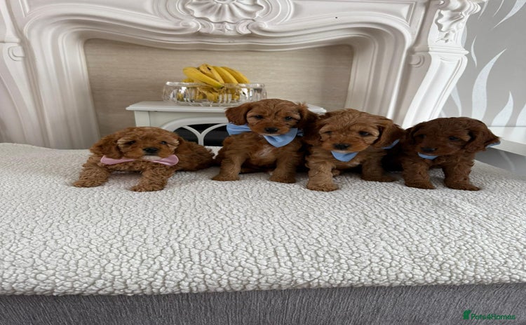 Cavapoo dogs - Advert 4